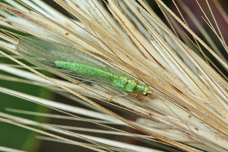 Chrysoperla da Malta